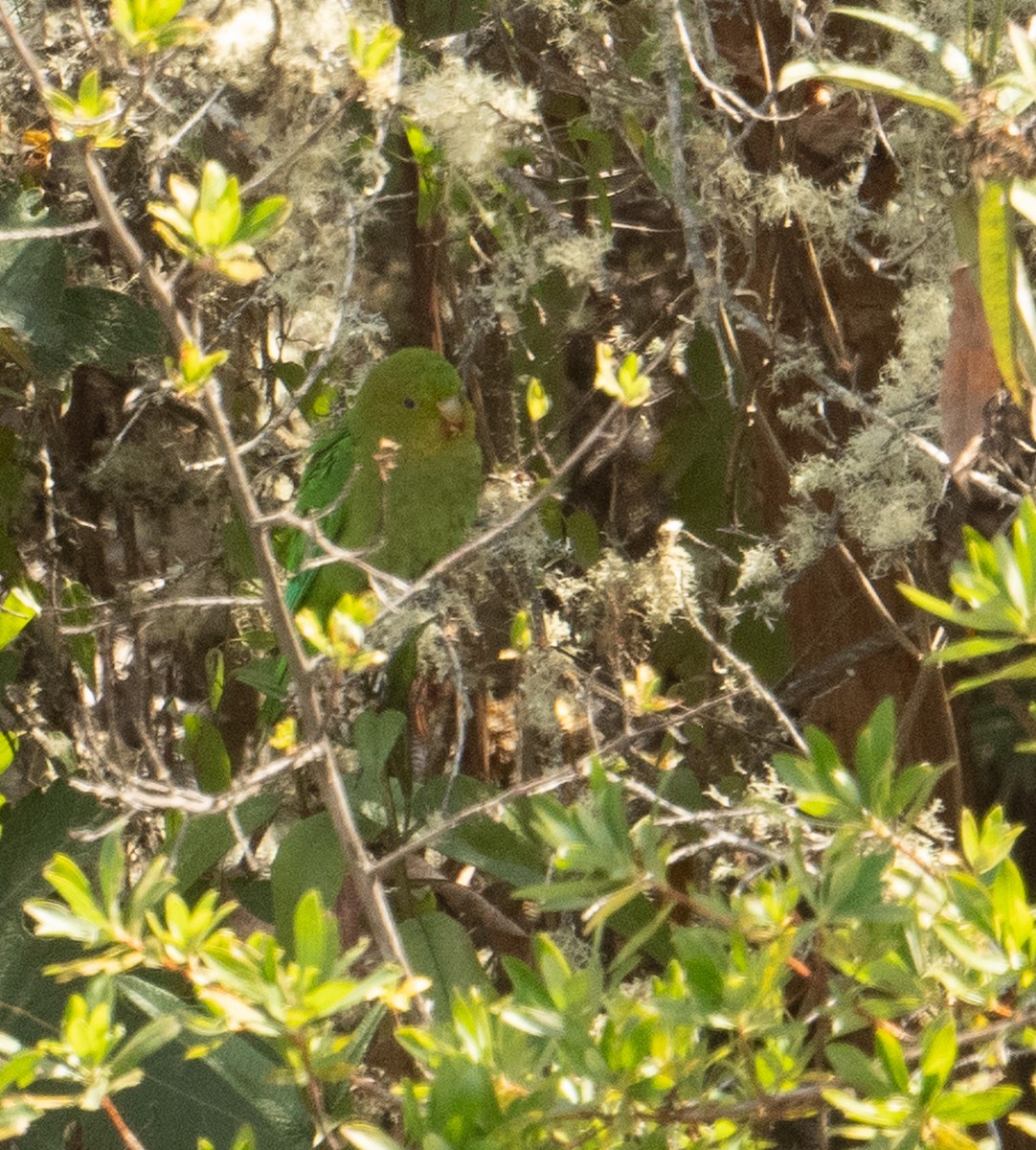 Andean Parakeet - ML630165458