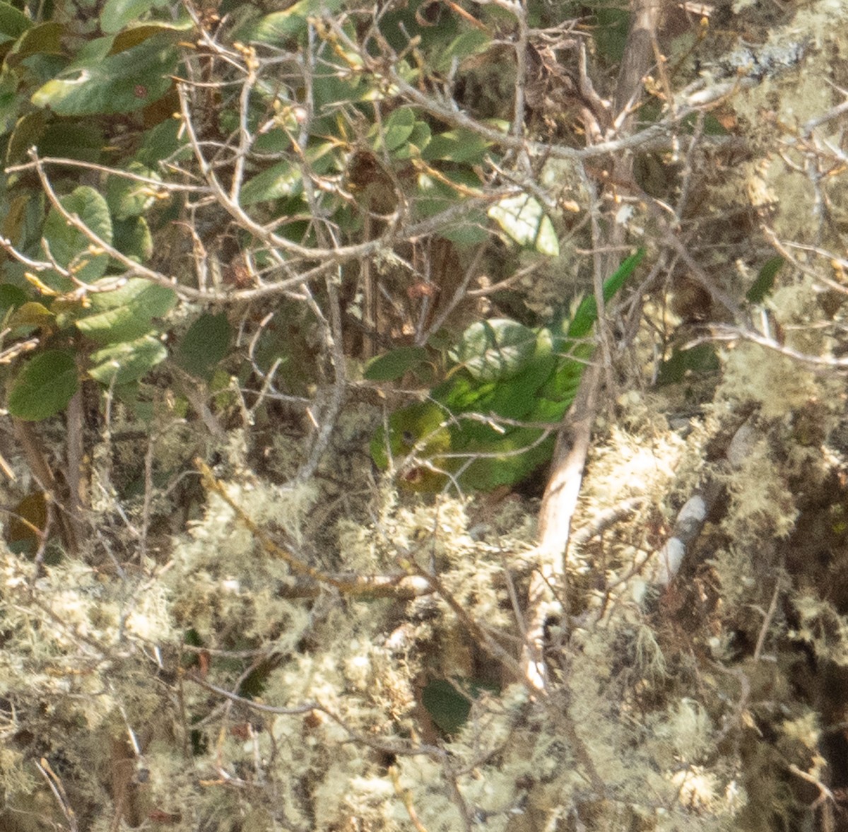 Andean Parakeet - ML630165459