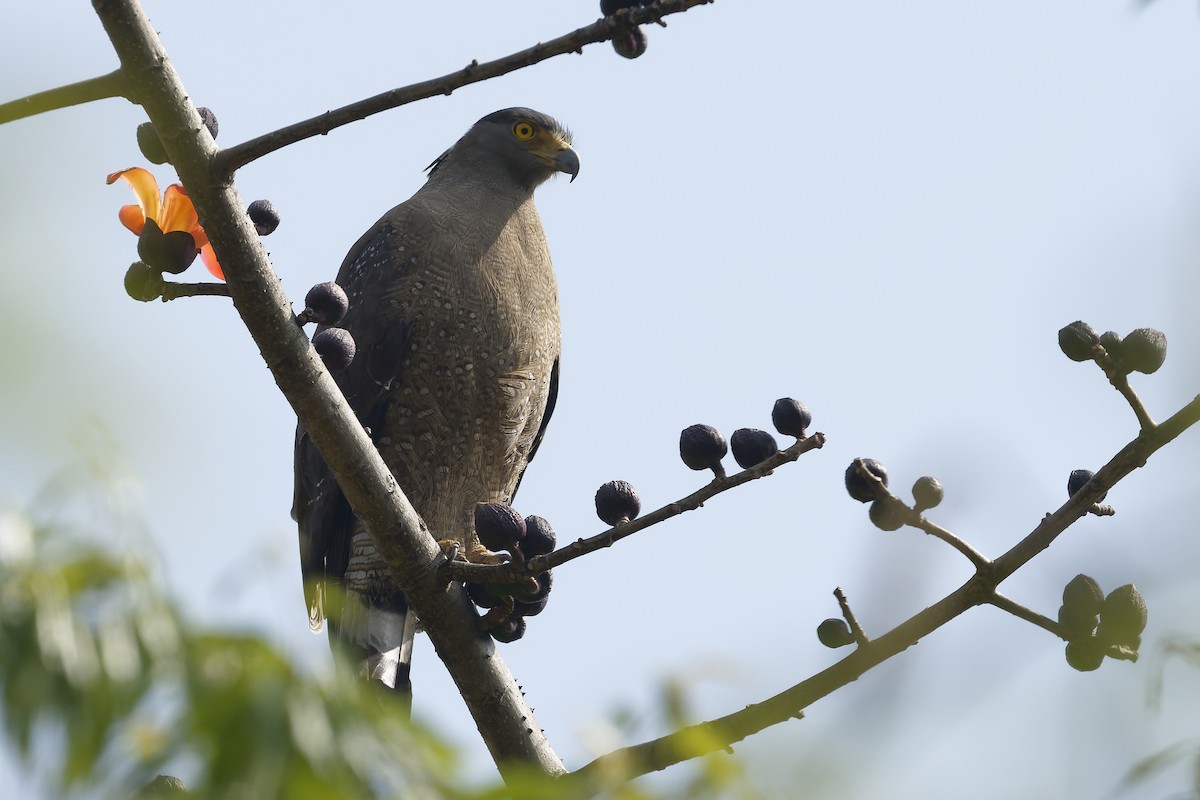 Haubenschlangenadler - ML630165462