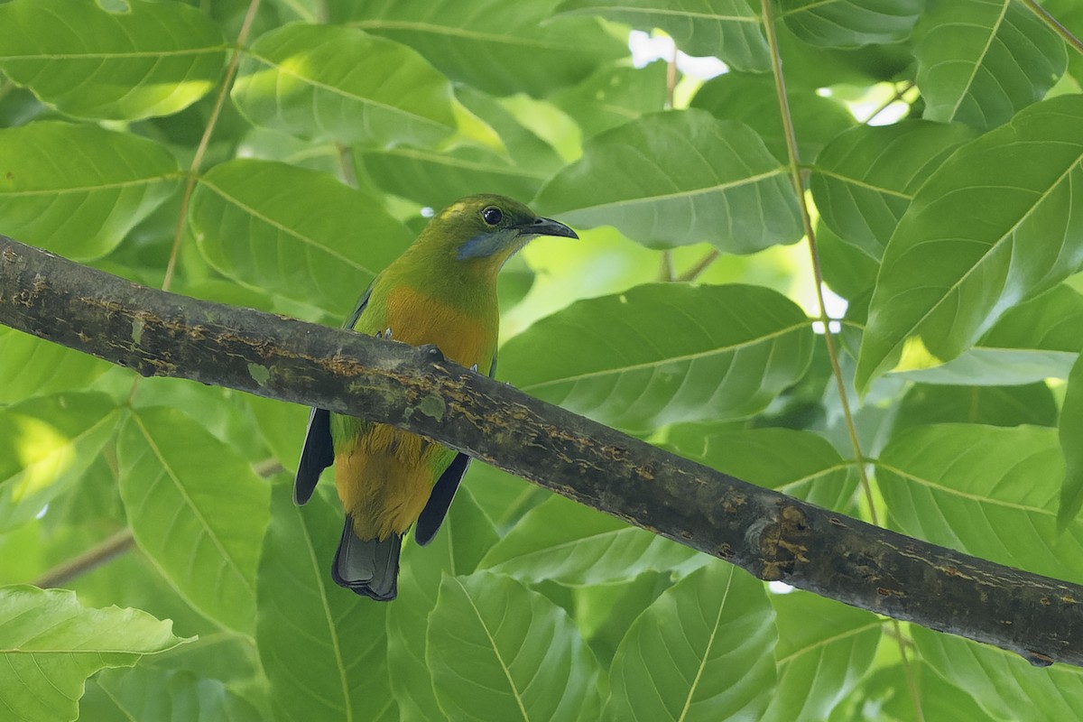 Orangebauch-Blattvogel (hardwickii/malayana) - ML630165502