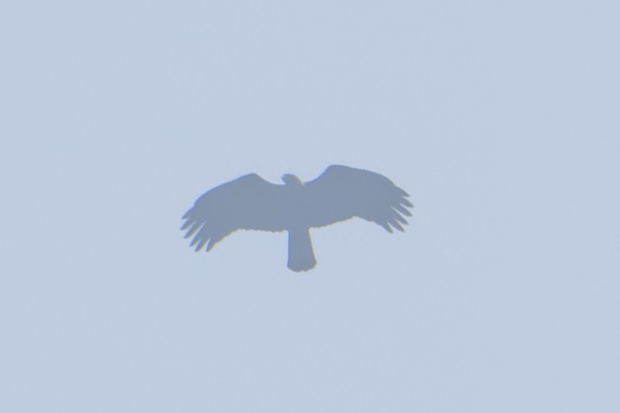 Malaienadler - ML630165525