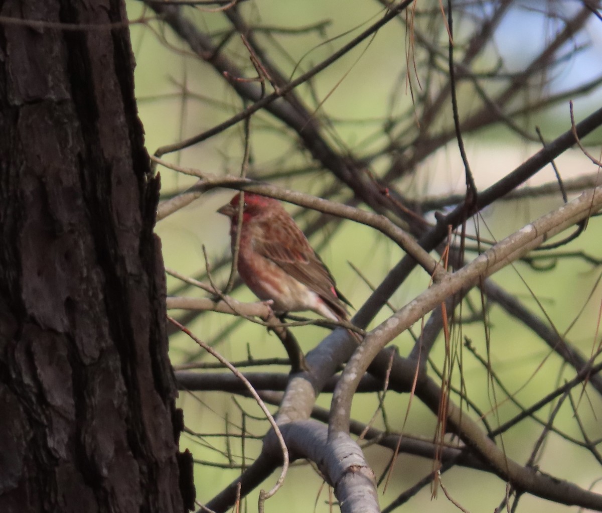 Purple Finch - ML630165555