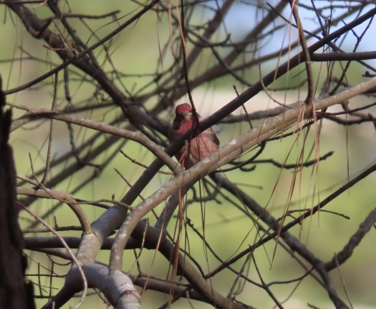 Purple Finch - ML630165560
