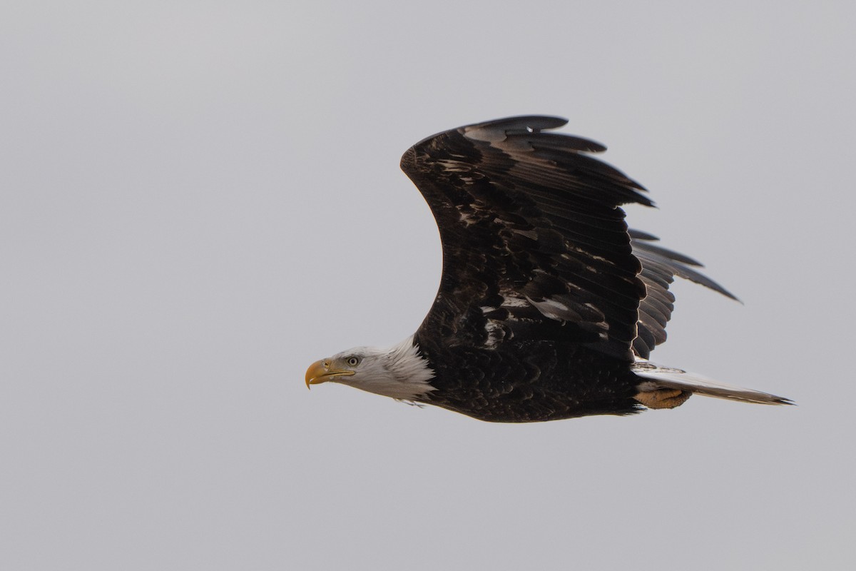 Bald Eagle - ML630165699