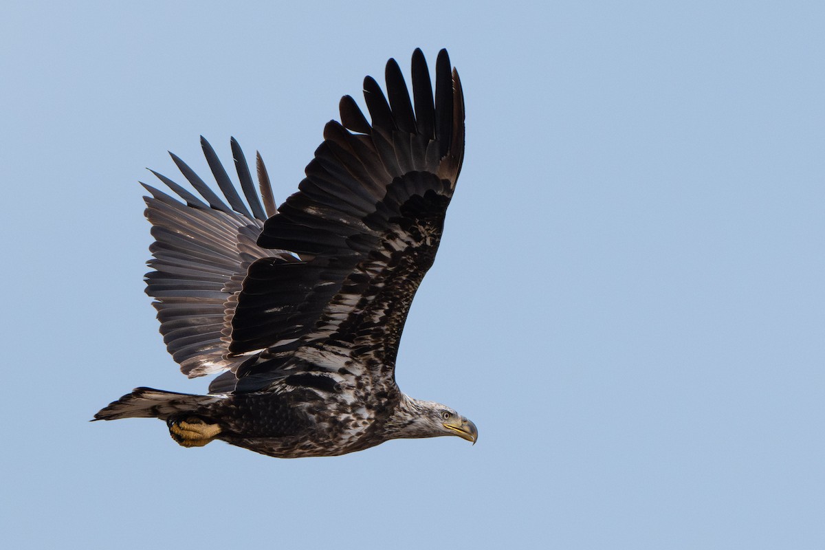 Bald Eagle - ML630165700