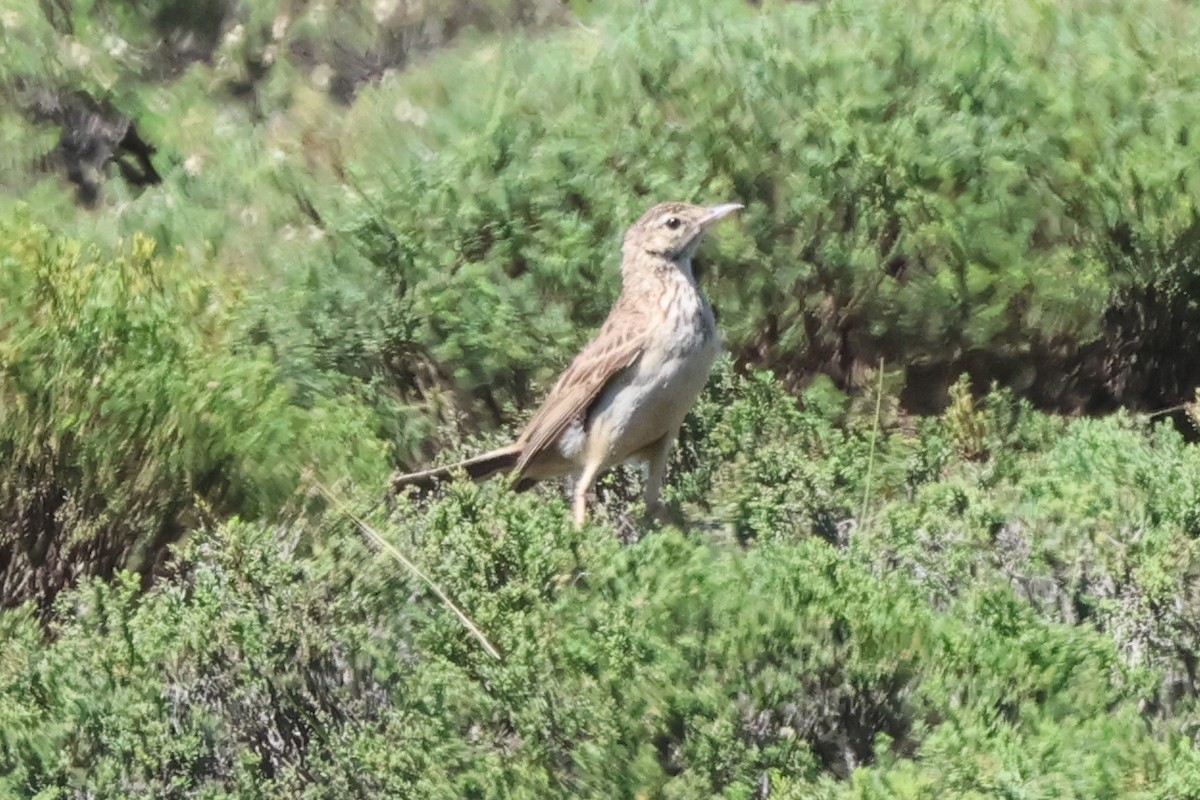 Mountain Pipit - ML630165752