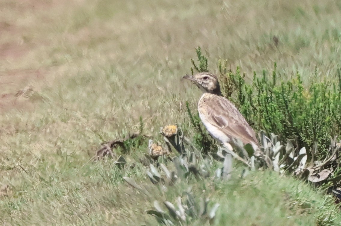 Mountain Pipit - ML630165753