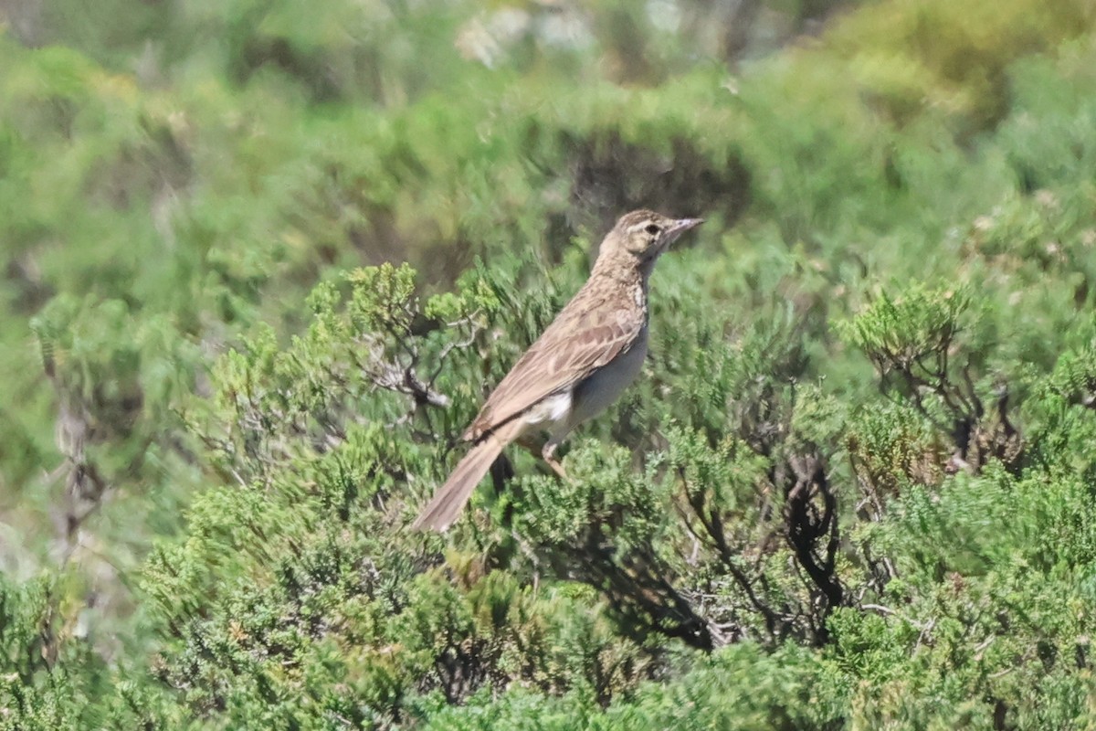 Mountain Pipit - ML630165754
