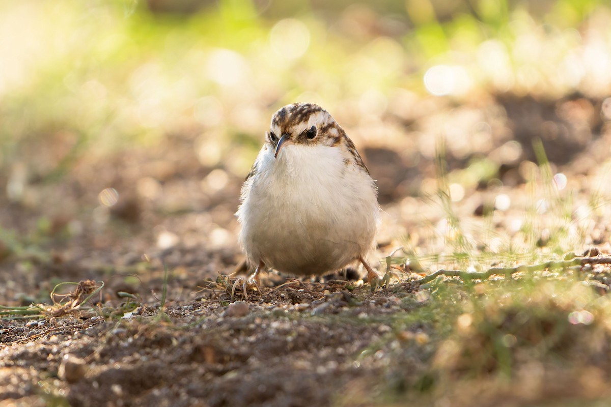 Short-toed Treecreeper - ML630165895