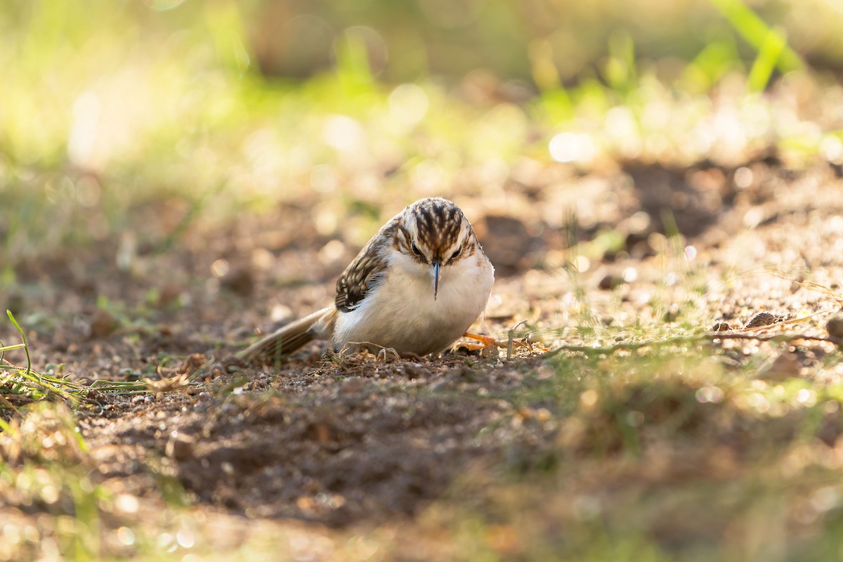 Short-toed Treecreeper - ML630165896