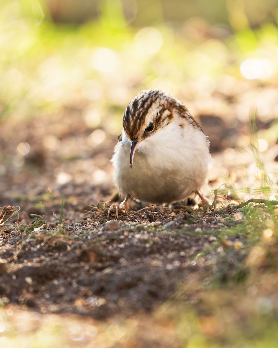 Short-toed Treecreeper - ML630165897