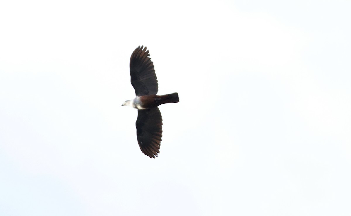 Micronesian Imperial-Pigeon - ML630165937