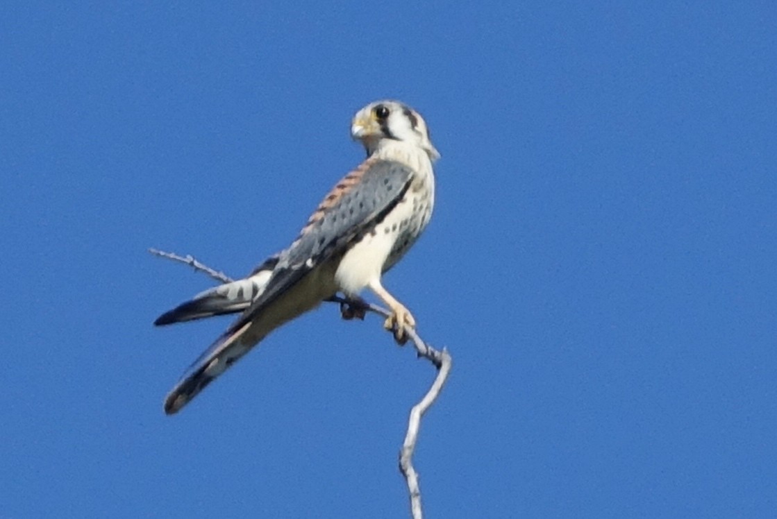 American Kestrel - ML63016601