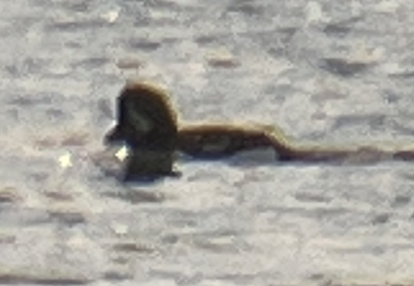 Barrow's Goldeneye - ML630166020