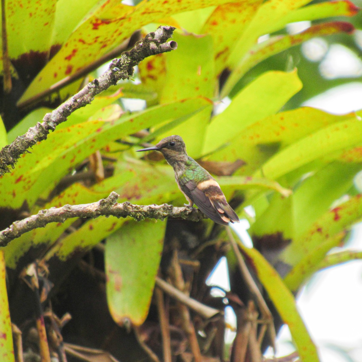 Festive Coquette - ML630166148