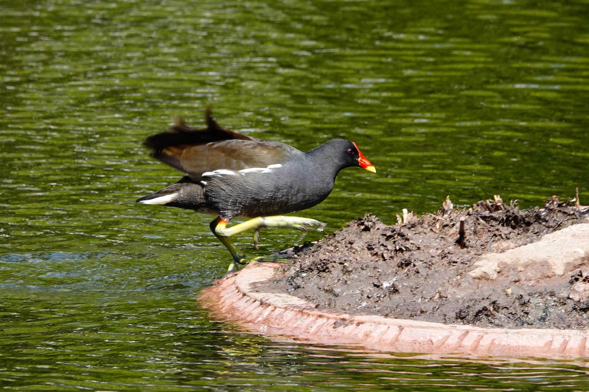 Eurasian Moorhen - ML630166191