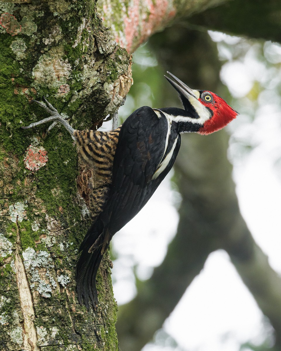 Crimson-crested Woodpecker - ML630166431