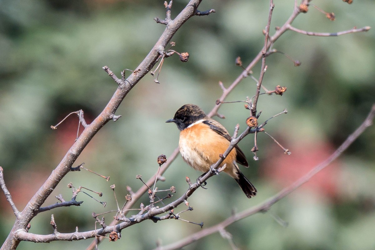 Siberian Stonechat (Przevalski's) - ML630166523