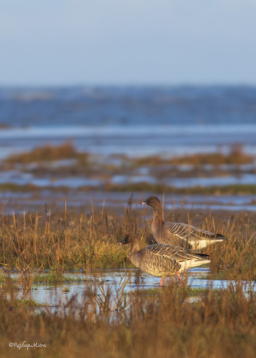 Pink-footed Goose - ML630166541