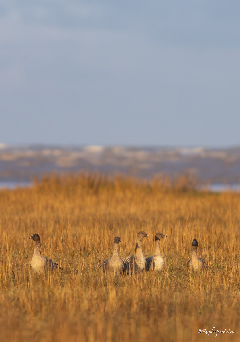 Pink-footed Goose - ML630166542