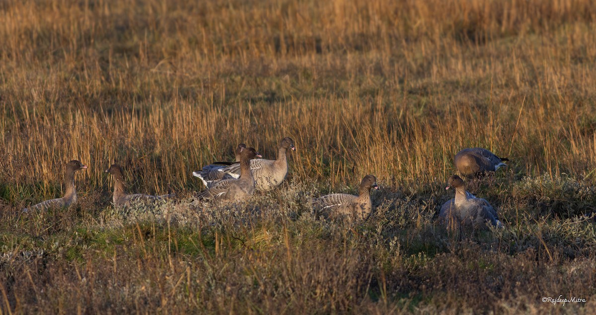 Pink-footed Goose - ML630166543