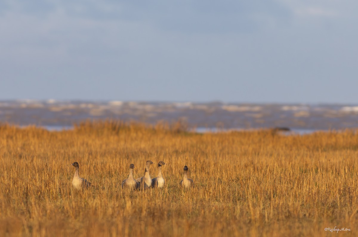 Pink-footed Goose - ML630166544