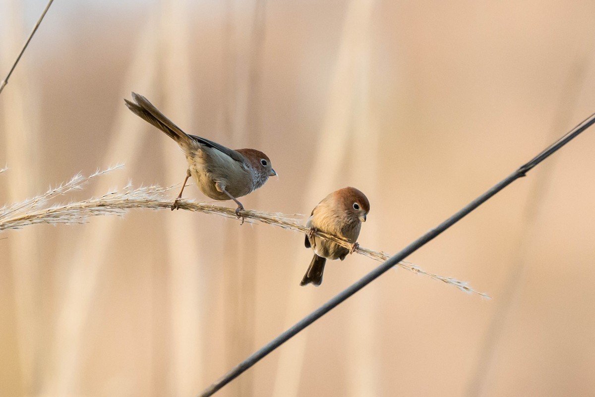 Eye-ringed Parrotbill - ML630166887