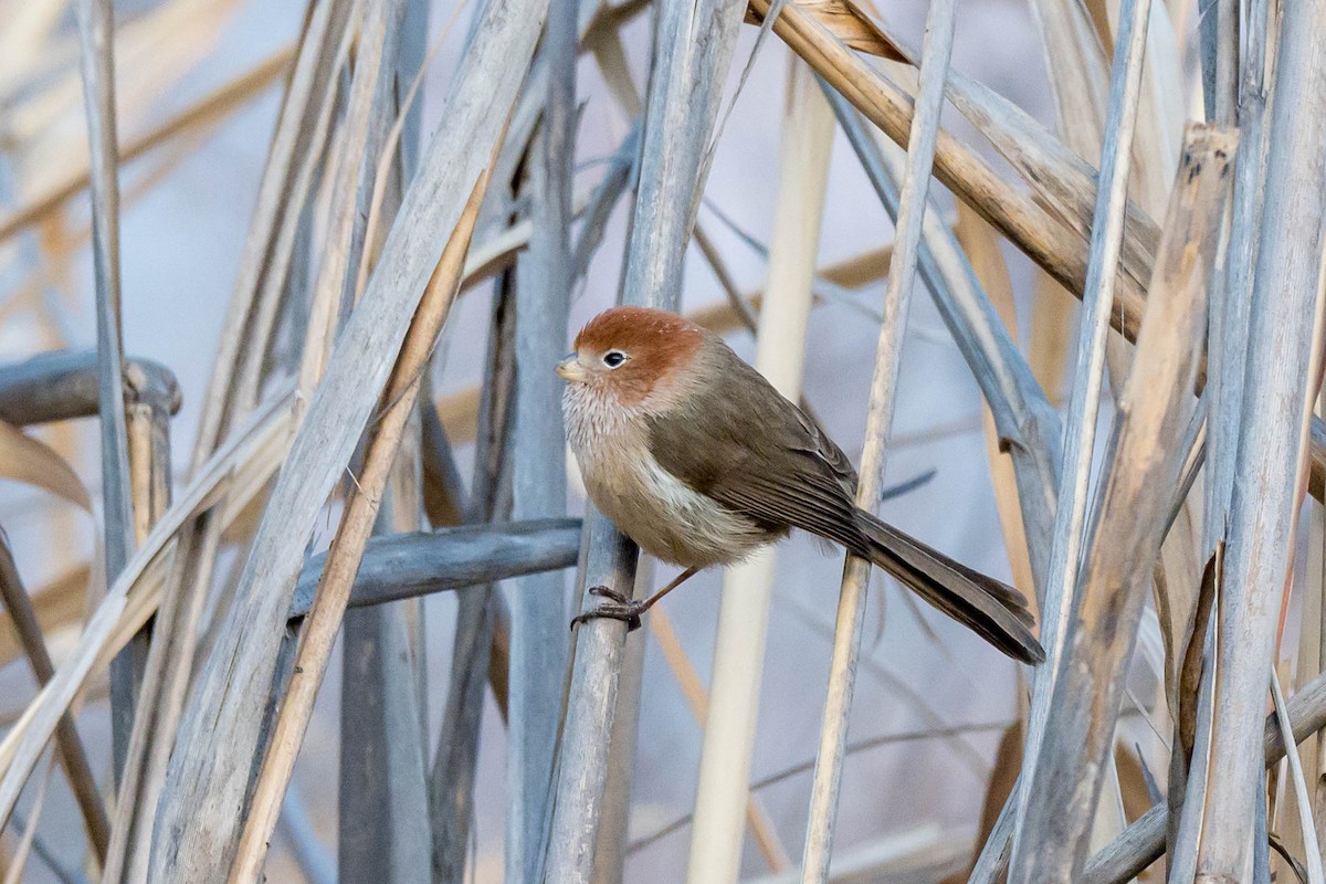 Eye-ringed Parrotbill - ML630166889