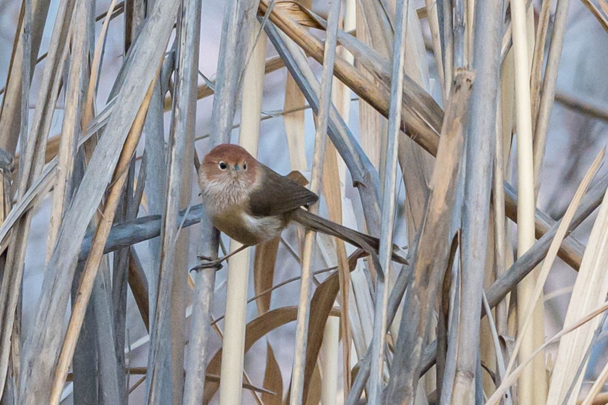 Eye-ringed Parrotbill - ML630166890