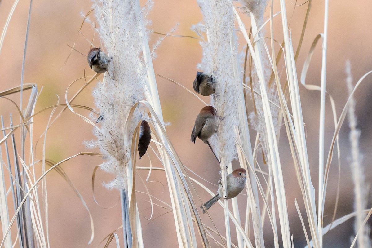 Eye-ringed Parrotbill - ML630166891