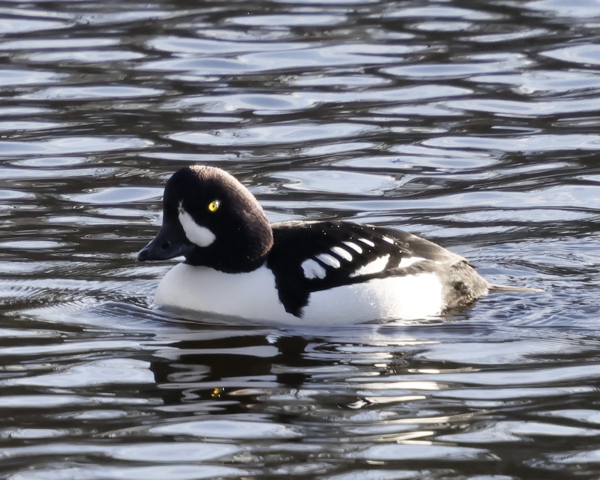 Barrow's Goldeneye - Susanne Kurtz