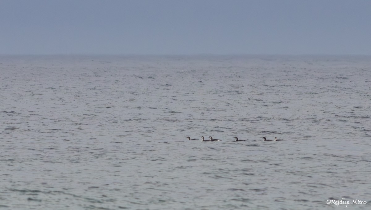 Arctic Loon - ML630167175