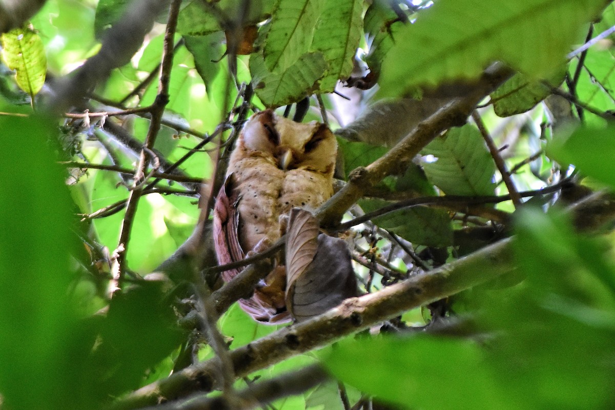 Sri Lanka Bay-Owl - ML630167217