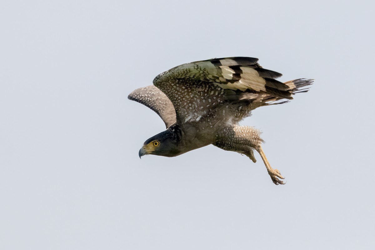 Crested Serpent-Eagle - ML630167222