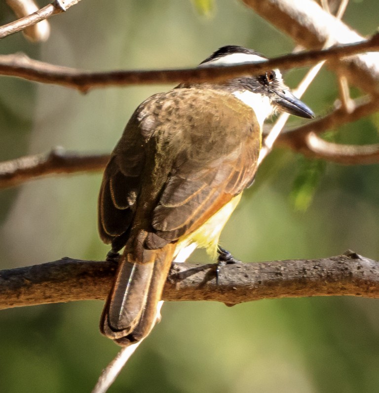 Boat-billed Flycatcher - ML630167282