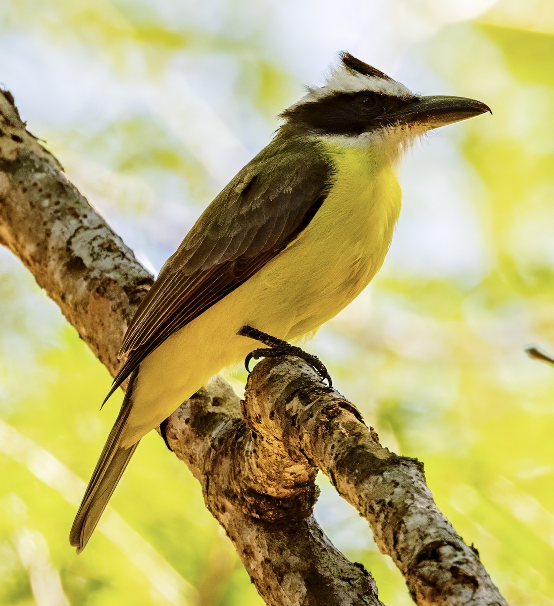 Boat-billed Flycatcher - ML630167283