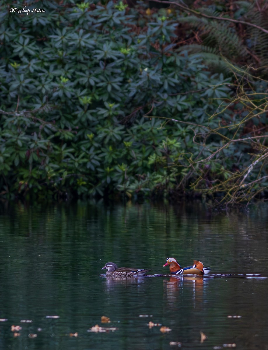 Mandarin Duck - ML630167405