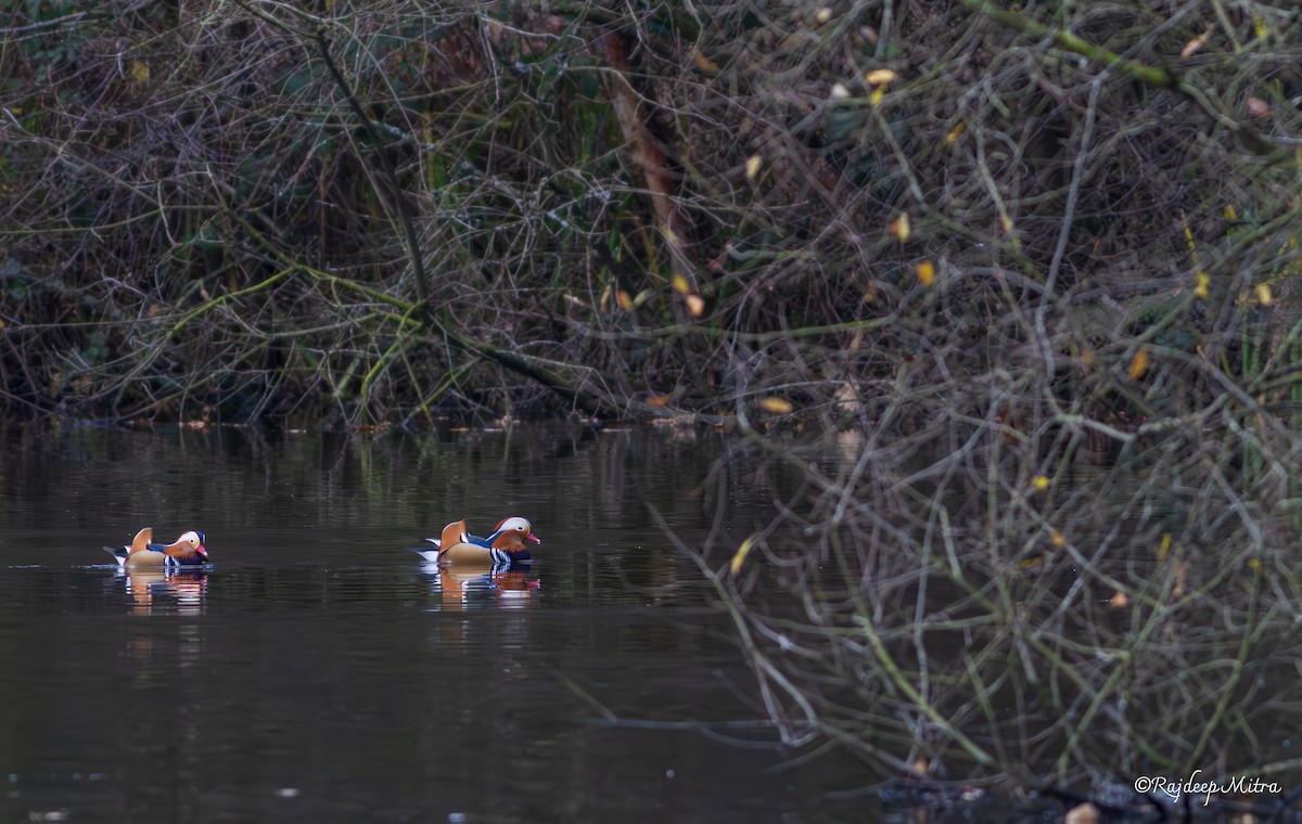 Mandarin Duck - ML630167406