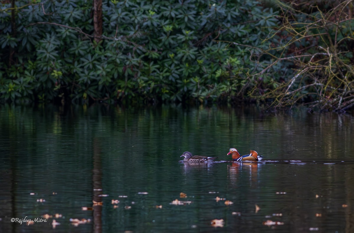 Mandarin Duck - ML630167408