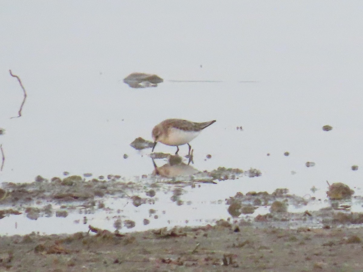 Little Stint - ML630167467