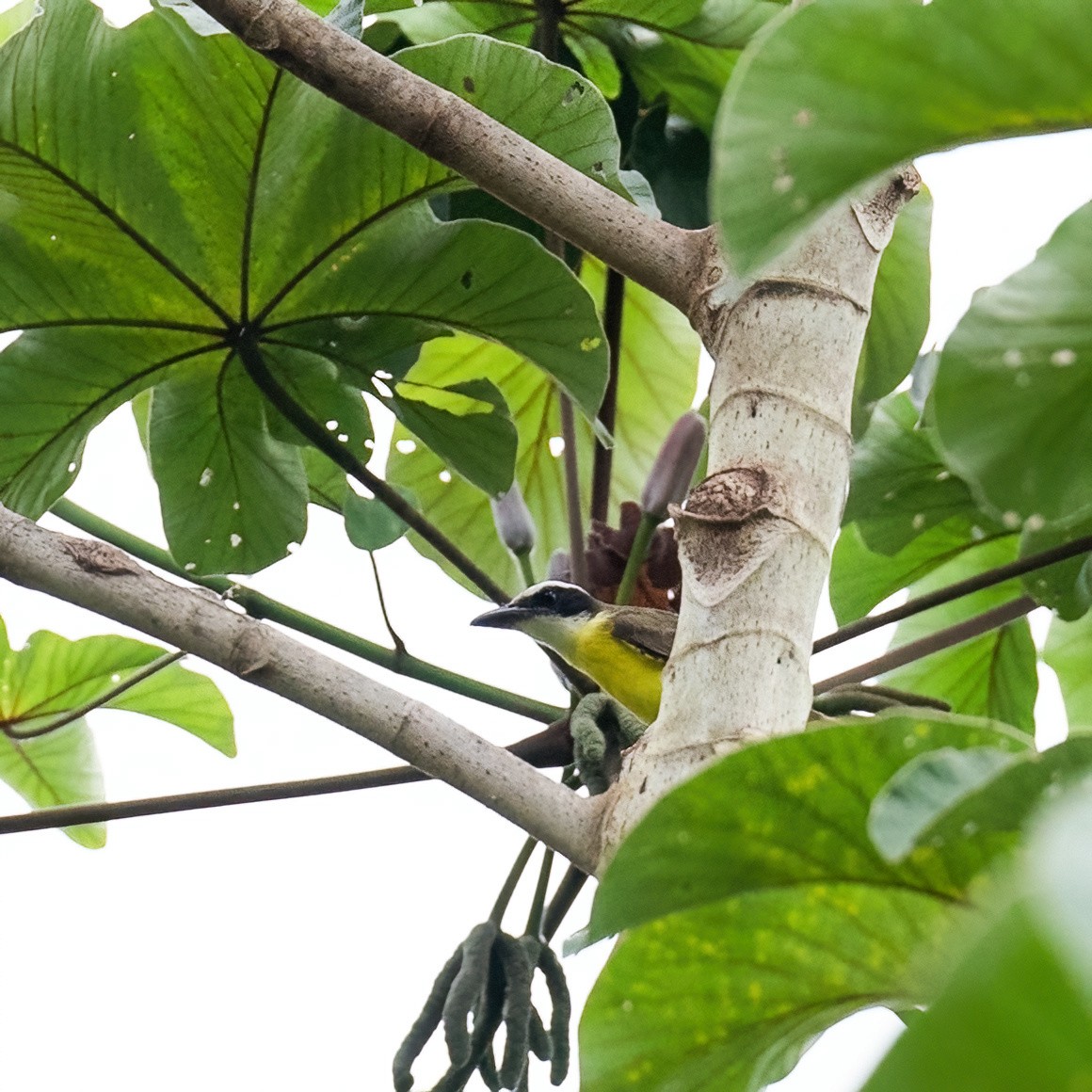 Boat-billed Flycatcher - ML630167477