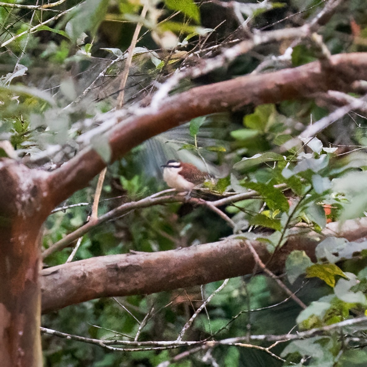 Rufous-backed Wren - ML630167545