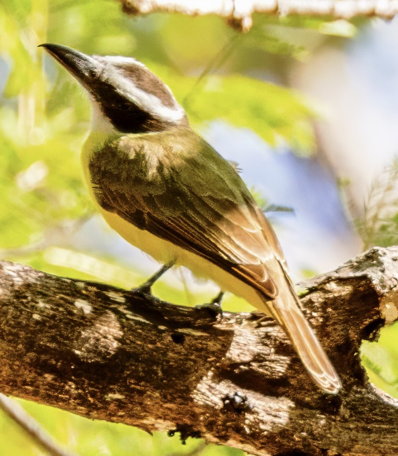 Boat-billed Flycatcher - ML630167570