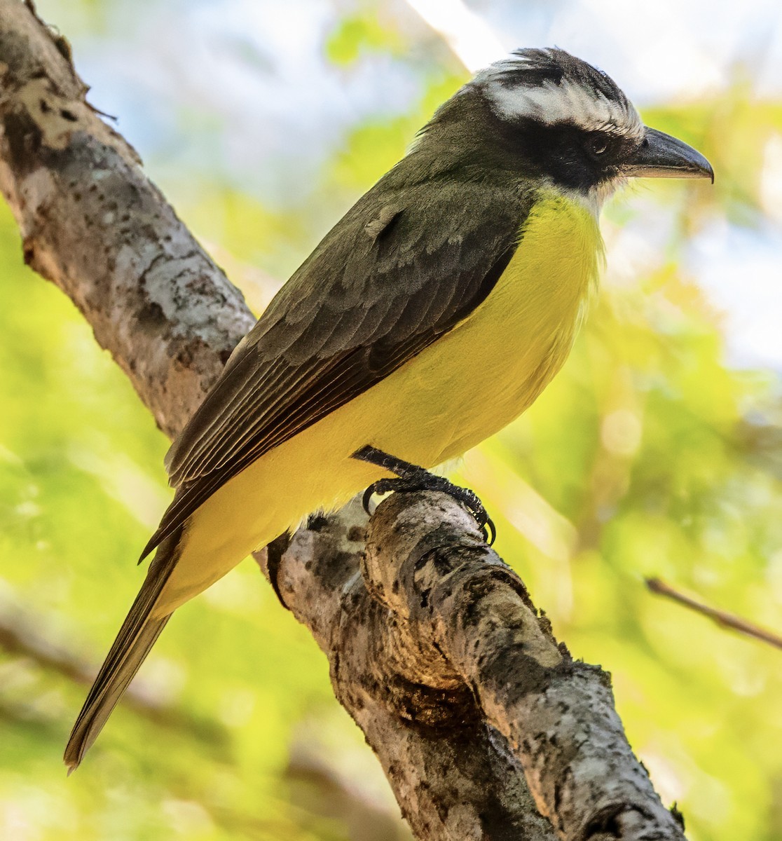 Boat-billed Flycatcher - ML630167571