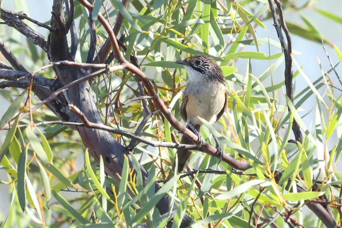 Sandhill Grasswren - ML630167590