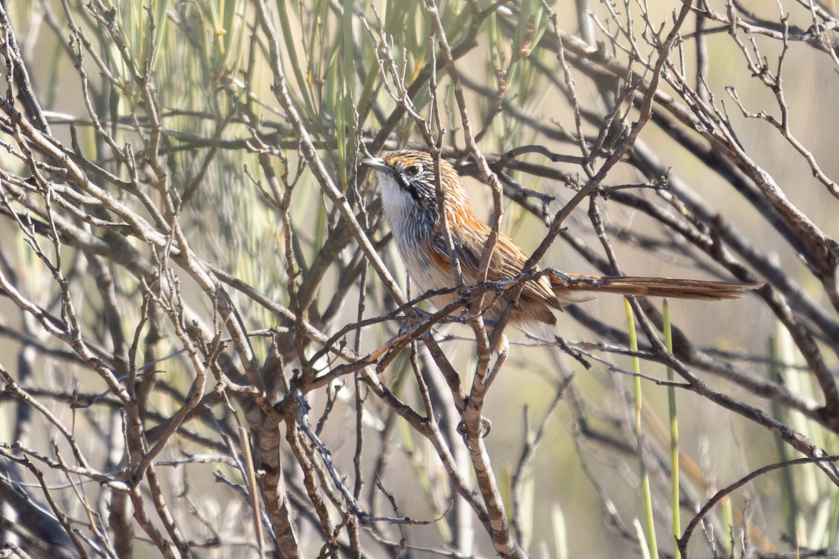 Sandhill Grasswren - ML630167591