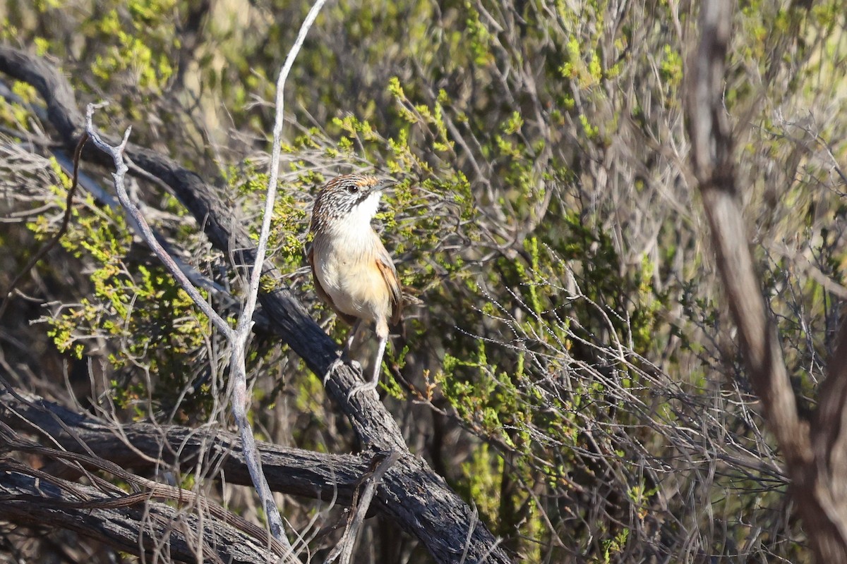 Sandhill Grasswren - ML630167592