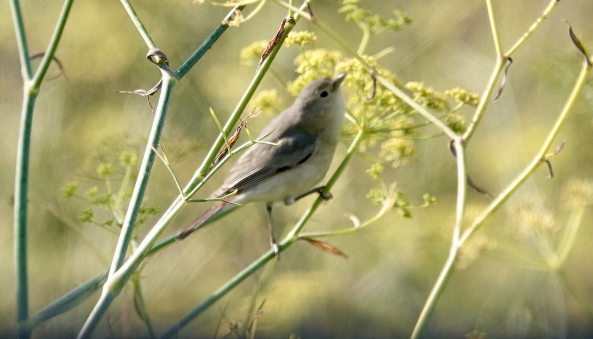 Lucy's Warbler - ML630167663