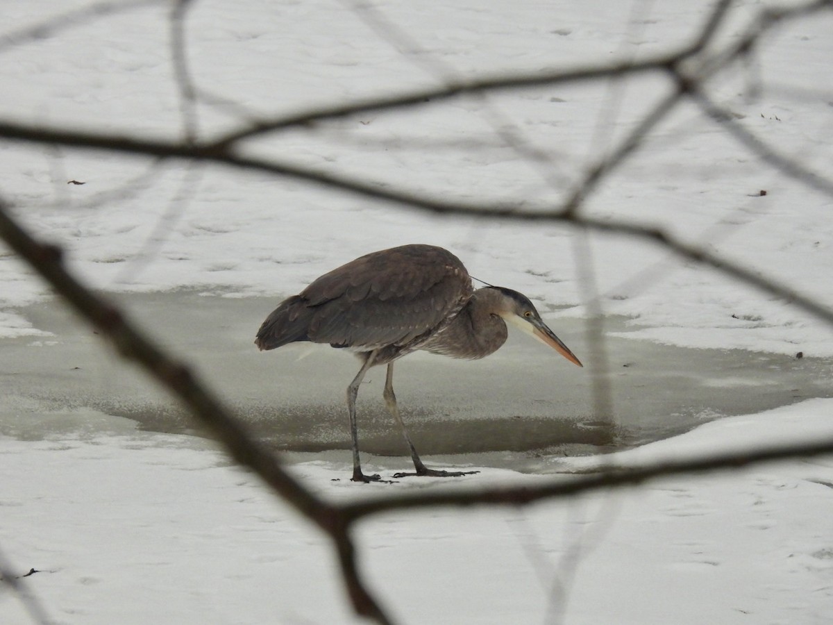 Great Blue Heron - ML630167696