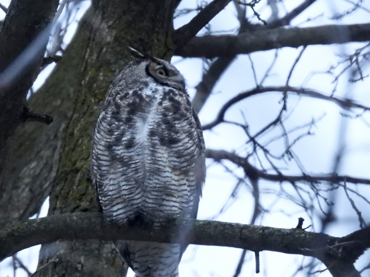 Great Horned Owl - ML630167700